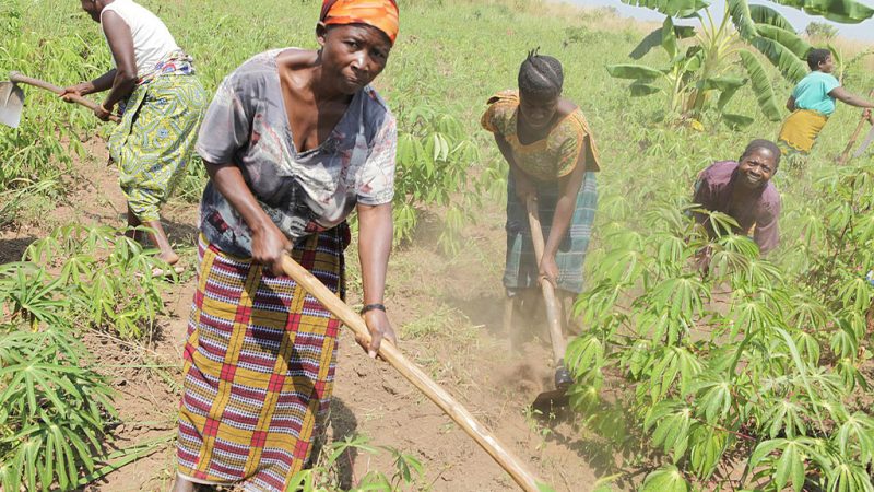 RDC / PURPA : Quand l’agriculture redonne espoir aux communautés rurales