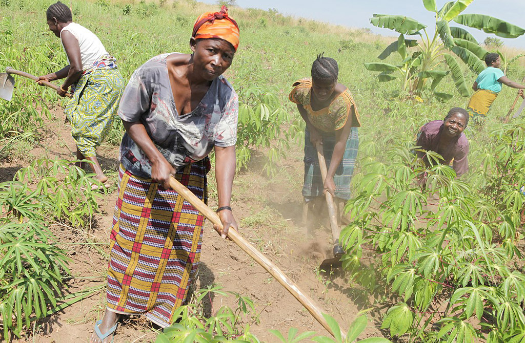 RDC / PURPA : Quand l’agriculture redonne espoir aux communautés rurales