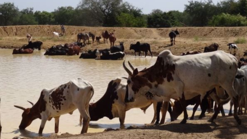 Burkina Faso : Politique d’élevage, entre transformation, soutien et innovation