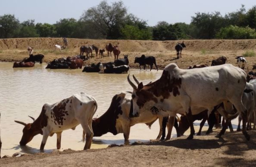 Burkina Faso : Politique d’élevage, entre transformation, soutien et innovation