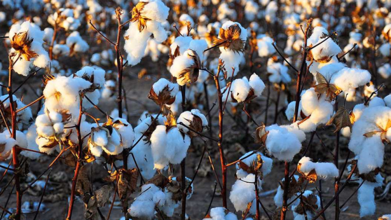 Togo : Lancement officiel de la campagne 2025-2026 de commercialisation du coton-graine