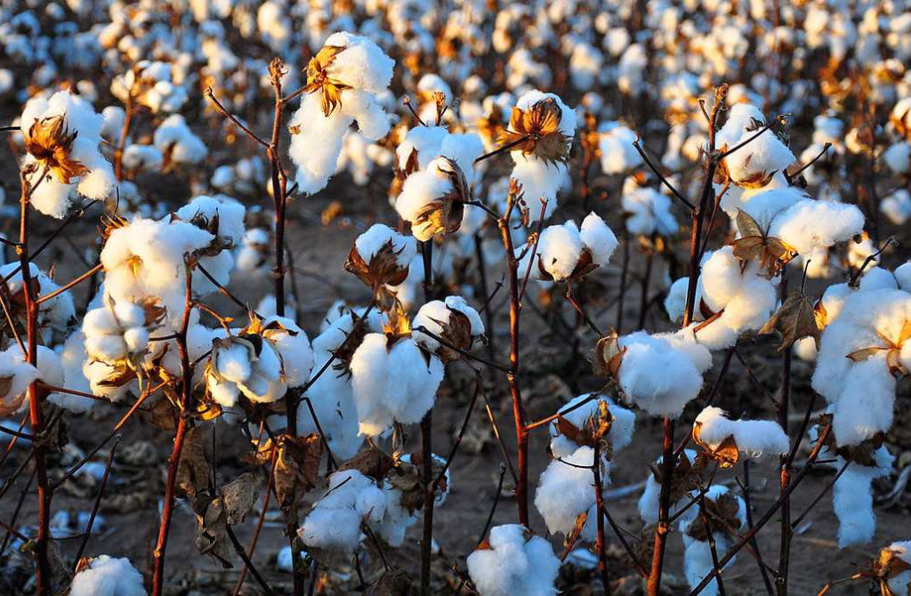 Togo : Lancement officiel de la campagne 2025-2026 de commercialisation du coton-graine