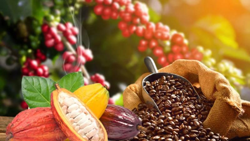 Ghana : Le pari ambitieux des 600 millions de dollars pour libérer le potentiel des cultures arboricoles