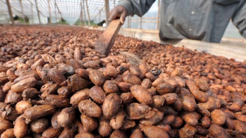 Ghana / Crise du cacao : Le gouvernement contraint de baisser le prix d&rsquo;achat aux producteurs de 28,6%.