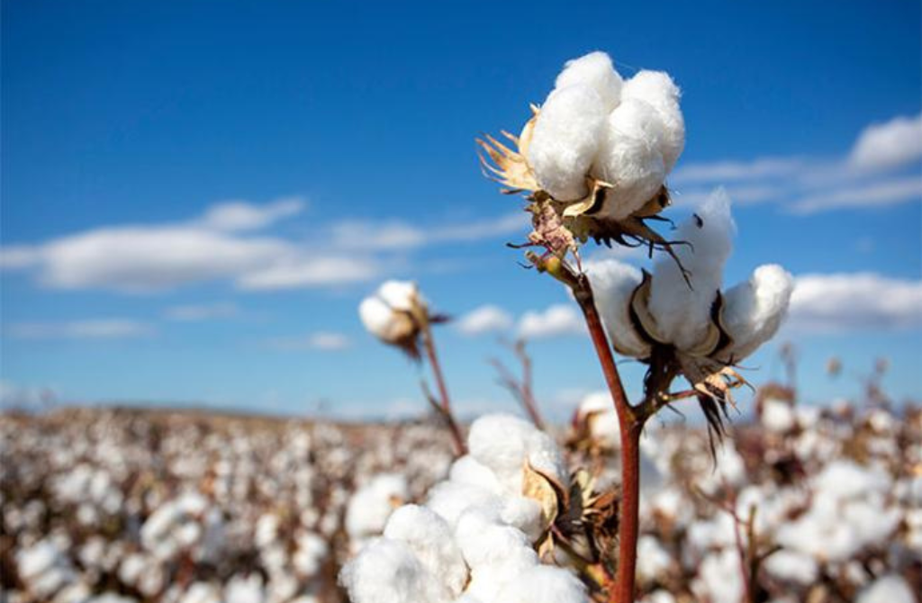 Togo / Coton africain : Lomé accueille les acteurs clés d’une filière en quête de résilience