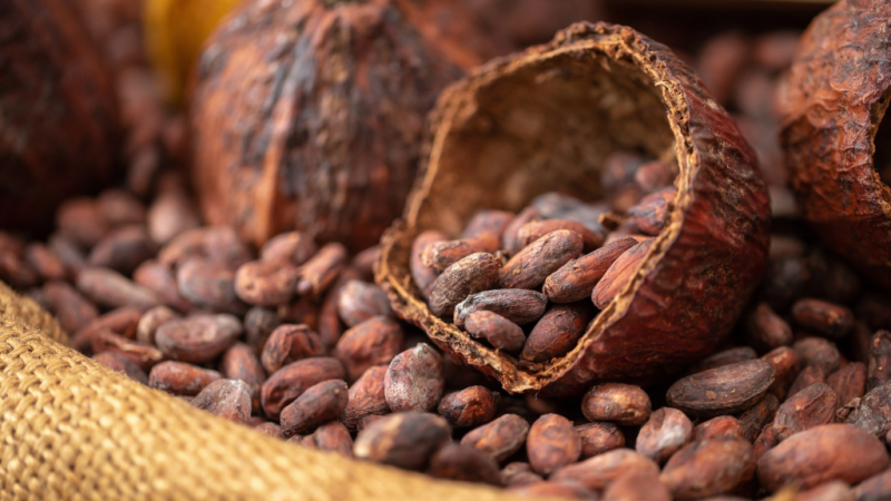 Côte d’Ivoire : Le prix du cacao revu à la baisse face aux turbulences du marché mondial