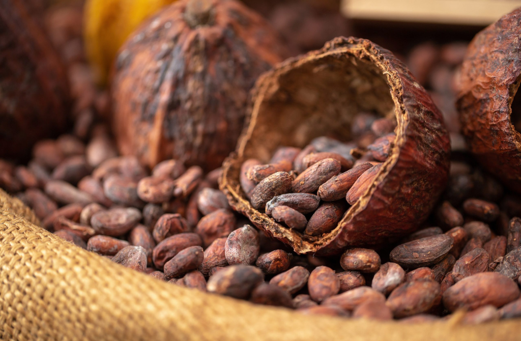 Côte d’Ivoire : Le prix du cacao revu à la baisse face aux turbulences du marché mondial
