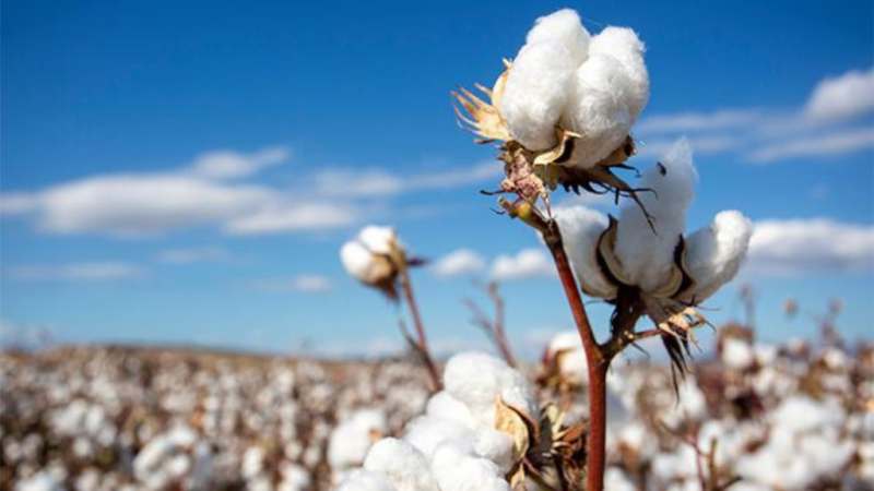 Burkina Faso / Coton :  La BOAD débloque 50 milliards F CFA pour sécuriser la prochaine campagne